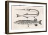 Gar Pike and Common Pike-Heath-Framed Art Print