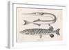 Gar Pike and Common Pike-Heath-Framed Art Print