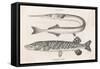 Gar Pike and Common Pike-Heath-Framed Stretched Canvas