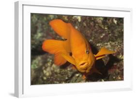 Garabaldi-Hal Beral-Framed Photographic Print