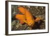 Garabaldi-Hal Beral-Framed Photographic Print