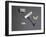 Garangeot Tooth Key and Dentures-null-Framed Giclee Print