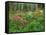 Garden and Forest in New Brunswick, Canada-Ellen Anon-Framed Stretched Canvas