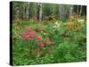 Garden and Forest in New Brunswick, Canada-Ellen Anon-Stretched Canvas