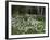 Garden and Forest in New Brunswick, Canada-Ellen Anon-Framed Photographic Print