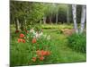 Garden and Forest in New Brunswick, Canada-Ellen Anon-Mounted Photographic Print