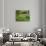 Garden and Forest in New Brunswick, Canada-Ellen Anon-Photographic Print displayed on a wall