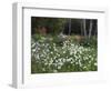 Garden and Forest in New Brunswick, Canada-Ellen Anon-Framed Photographic Print