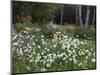 Garden and Forest in New Brunswick, Canada-Ellen Anon-Mounted Photographic Print