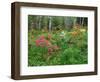 Garden and Forest in New Brunswick, Canada-Ellen Anon-Framed Photographic Print