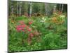 Garden and Forest in New Brunswick, Canada-Ellen Anon-Mounted Photographic Print