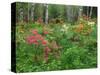 Garden and Forest in New Brunswick, Canada-Ellen Anon-Stretched Canvas