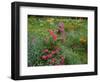 Garden and Forest in New Brunswick, Canada-Ellen Anon-Framed Photographic Print