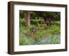 Garden and Forest in New Brunswick, Canada-Ellen Anon-Framed Photographic Print