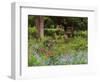 Garden and Forest in New Brunswick, Canada-Ellen Anon-Framed Photographic Print