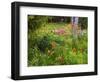 Garden and Forest in New Brunswick, Canada-Ellen Anon-Framed Photographic Print