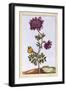 Garden Anenome (Windflower), C.1776-Pierre-Joseph Buchoz-Framed Giclee Print
