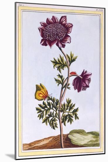 Garden Anenome (Windflower), C.1776-Pierre-Joseph Buchoz-Mounted Giclee Print