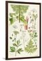 Garden Angelica and Other Plants-Elizabeth Rice-Framed Giclee Print