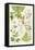 Garden Angelica and Other Plants-Elizabeth Rice-Framed Stretched Canvas