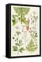 Garden Angelica and Other Plants-Elizabeth Rice-Framed Stretched Canvas