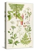 Garden Angelica and Other Plants-Elizabeth Rice-Stretched Canvas