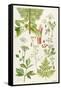 Garden Angelica and Other Plants-Elizabeth Rice-Framed Stretched Canvas