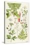 Garden Angelica and Other Plants-Elizabeth Rice-Stretched Canvas