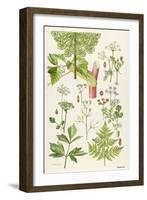 Garden Angelica and Other Plants-Elizabeth Rice-Framed Giclee Print