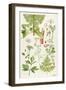 Garden Angelica and Other Plants-Elizabeth Rice-Framed Giclee Print