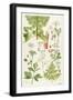 Garden Angelica and Other Plants-Elizabeth Rice-Framed Giclee Print