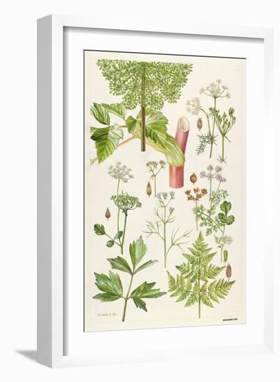 Garden Angelica and Other Plants-Elizabeth Rice-Framed Giclee Print