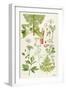 Garden Angelica and Other Plants-Elizabeth Rice-Framed Giclee Print