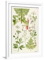 Garden Angelica and Other Plants-Elizabeth Rice-Framed Giclee Print