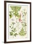 Garden Angelica and Other Plants-Elizabeth Rice-Framed Giclee Print