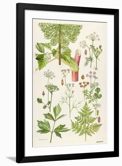 Garden Angelica and Other Plants-Elizabeth Rice-Framed Giclee Print