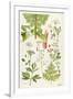 Garden Angelica and Other Plants-Elizabeth Rice-Framed Premium Giclee Print