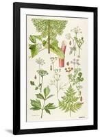 Garden Angelica and Other Plants-Elizabeth Rice-Framed Premium Giclee Print