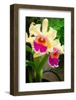 Garden Array I-Laura DeNardo-Framed Photographic Print