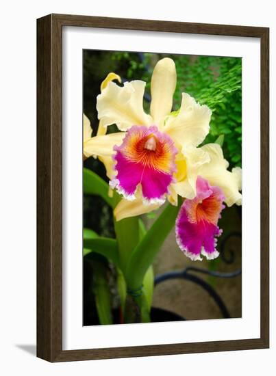 Garden Array I-Laura DeNardo-Framed Photographic Print