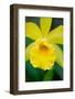 Garden Array II-Laura DeNardo-Framed Photographic Print