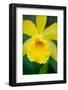 Garden Array II-Laura DeNardo-Framed Photographic Print