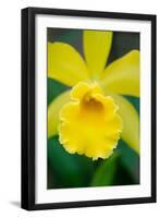 Garden Array II-Laura DeNardo-Framed Photographic Print