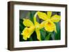 Garden Array III-Laura DeNardo-Framed Photographic Print