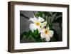 Garden Array IV-Laura DeNardo-Framed Photographic Print