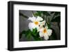 Garden Array IV-Laura DeNardo-Framed Photographic Print