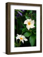 Garden Array V-Laura DeNardo-Framed Photographic Print