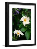 Garden Array V-Laura DeNardo-Framed Photographic Print