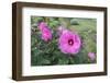 Garden At Anyela'S Vineyard, Skaneateles, New York, Usa-Lisa S. Engelbrecht-Framed Photographic Print