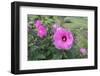 Garden At Anyela'S Vineyard, Skaneateles, New York, Usa-Lisa S. Engelbrecht-Framed Photographic Print